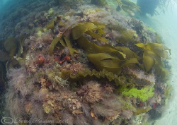 Weed under Trefor pier. North Wales. D200, 10.5mm. by Derek Haslam 